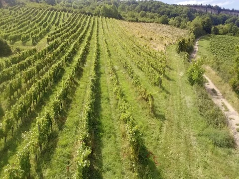 Vineyard in Burgundy during the summer Video stock 78923548