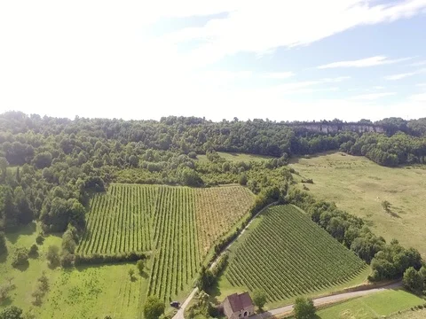 Vineyard in Burgundy during the summer Video stock 78924732