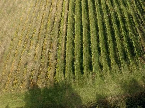 Vineyard in Burgundy during the summer Video stock 78926314