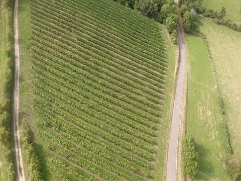 Vineyard in Burgundy during the summer Video stock 78926604