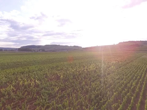 Vineyard in Burgundy during the summer Video stock 78927488