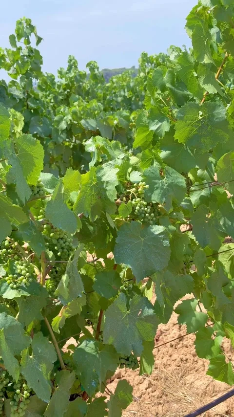 Vineyard bush of grapes, winery Stock Footage 312608811
