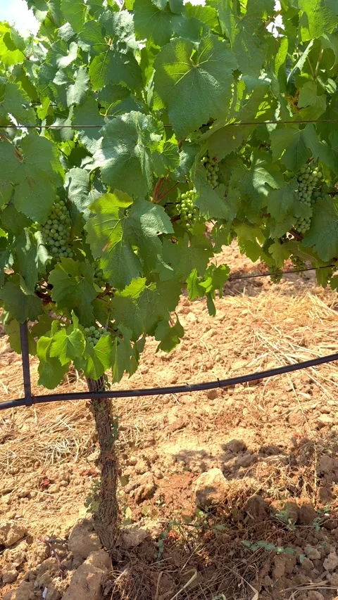 Vineyard bush of grapes, winery Stock Footage 312608834