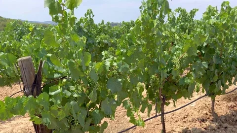 Vineyard bush of grapes, winery Stock Footage 312608895
