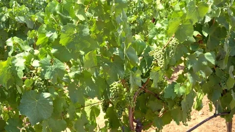 Vineyard bush of grapes, winery Stock Footage 312608935