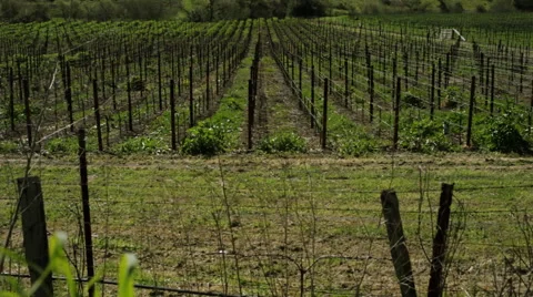Vineyard in California Stock Footage 60789514