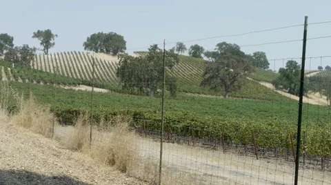 Vineyard California Video stock 67217764