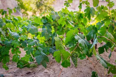 Vineyard in Cappadocia Stock Photos