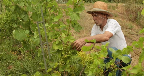 Vineyard checking grapes by man on retirement Stock Footage 155737063