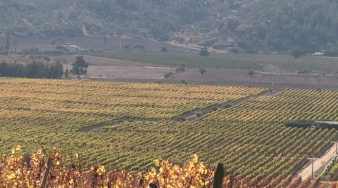 Vineyard in Chile Video stock 27421846