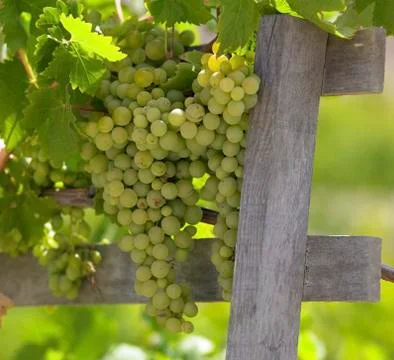 Vineyard - Chile Stock Photos