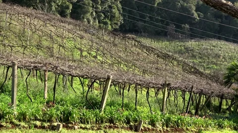 Vineyard clean on winter 库存影片 67261320