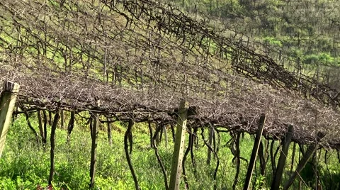 Vineyard clean on winter Video stock 67261506