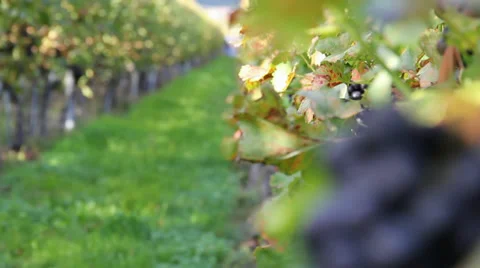 Vineyard close Stock Footage 36558019