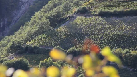 Vineyard close-up Stock Footage 36558053