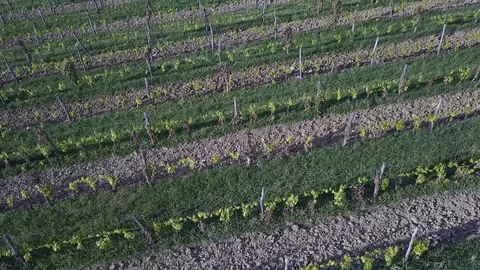 Vineyard close up Video stock 129756051