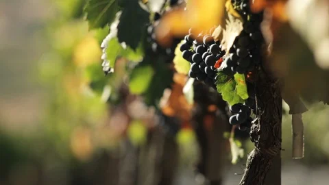 Vineyard Close-UP Grapes Stock Footage 105005380