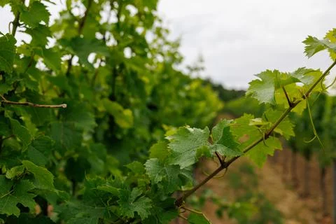 Vineyard Close-up Stock Photos