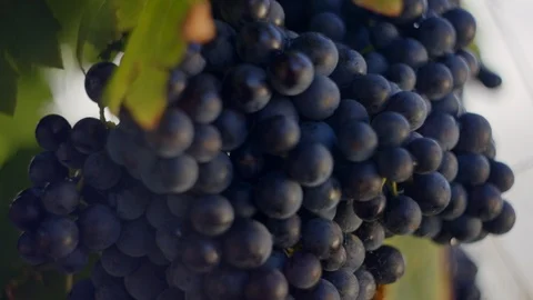 Vineyard - Close up of red wine grapes on the vine. Stock Footage 98532669
