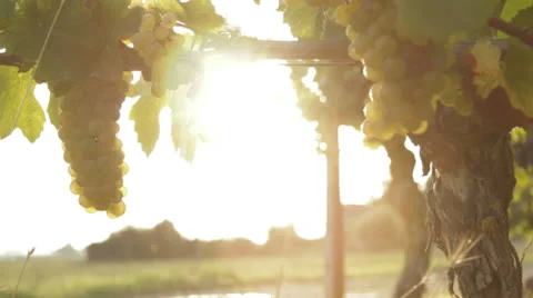 Vineyard close up tracking shot outdoor Stock Footage