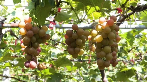 Vineyard Close Up Tracking Shot Outdoor Vidéo 287104016