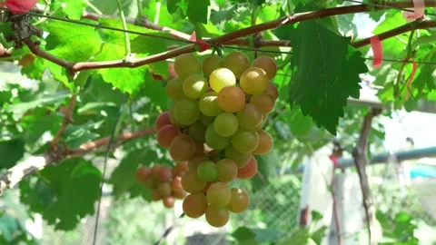 Vineyard Close Up Tracking Shot Outdoor Stock-Footage 287104029