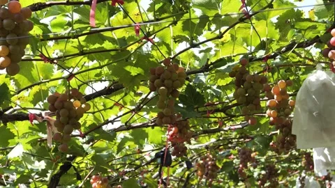 Vineyard Close Up Tracking Shot Outdoor Stock-Footage 287104034