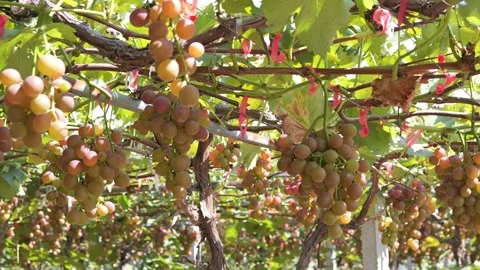 Vineyard Close Up Tracking Shot Outdoor Stock-Footage 287104084