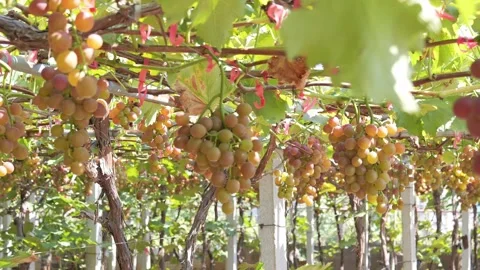 Vineyard Close Up Tracking Shot Outdoor Stock-Footage 287104110