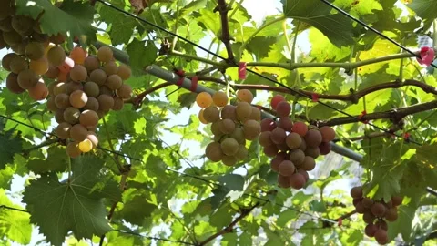 Vineyard Close Up Tracking Shot Outdoor Stock-Footage 287104264
