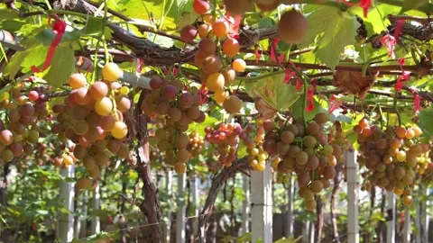 Vineyard Close Up Tracking Shot Outdoor Stock-Footage 287104445