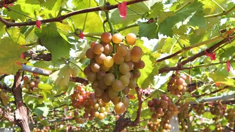 Vineyard Close Up Tracking Shot Outdoor Stock-Footage 287104559