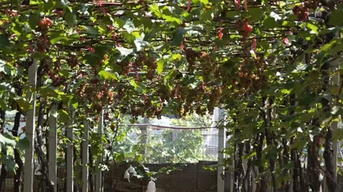 Vineyard Close Up Tracking Shot Outdoor Stock-Footage 287104852