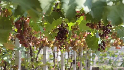 Vineyard Close Up Tracking Shot Outdoor Stock-Footage 287104855