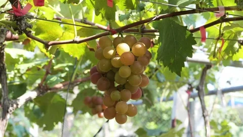 Vineyard Close Up Tracking Shot Outdoor Stock-Footage 287105076