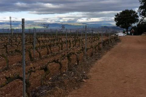 A vineyard with a cloudy sky 写真素材