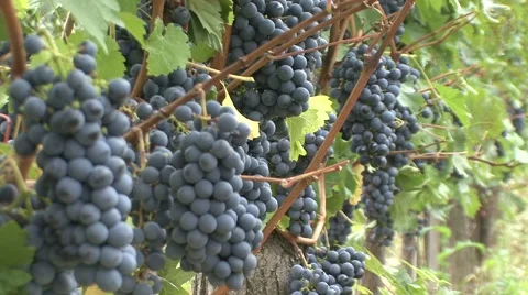 Vineyard clusters of grapes Cabernet Sauvignon Vídeo Stock 42880324