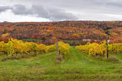 Vineyard on the coast of Beaupre Stock Photos