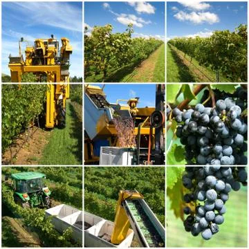 Vineyard Collage Stock Photos