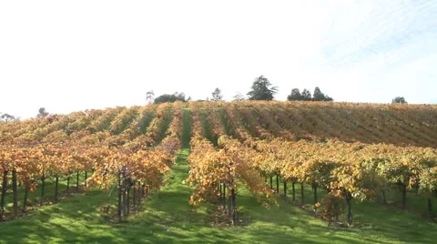 Vineyard Colors Video stock 940208
