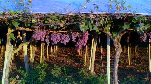 Vineyard in conuntry apulia rows of grapes on vines Vídeo Stock 100079858