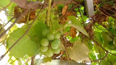 A vineyard with a cool atmosphere. Stock Footage 337379009