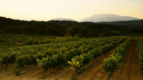Vineyard cote du rhone winth mountain Ventoux in the background, Provence, franc Stock Footage 82784112
