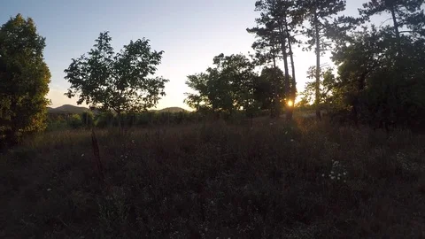Vineyard country at sunset Stock Footage 78490821