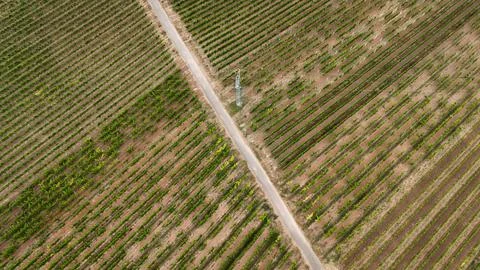 Vineyard Countryside Stock Photos
