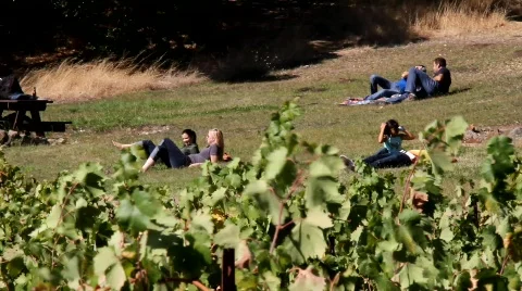 Vineyard Couples Stock Footage 850293