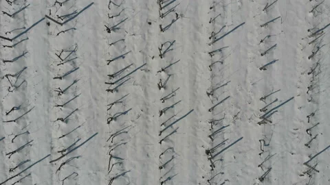 Vineyard covered with snow Stock Footage 172545721