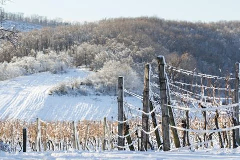 Vineyard covered with snow in winter Stock Photos