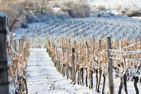 Vineyard covered with snow in winter Stock Photos
