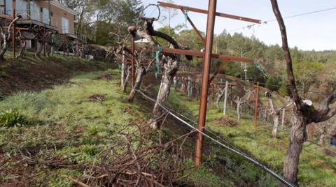 Vineyard crane shot Stock Footage 38840672
